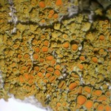 Xanthomendoza montana image