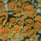 Xanthomendoza montana image