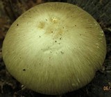 Megacollybia rodmanii image