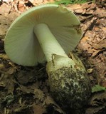 Amanita volvata image