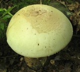 Amanita volvata image