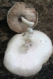 Pluteus petasatus image