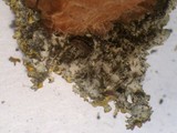 Xanthomendoza montana image