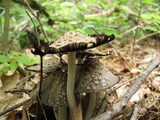 Coprinopsis variegata image
