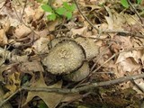 Coprinopsis variegata image