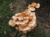 Laetiporus cincinnatus image