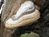 Fomes fasciatus image