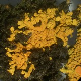 Xanthoria elegans image