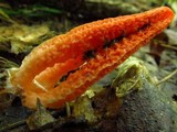 Pseudocolus fusiformis image