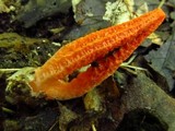 Pseudocolus fusiformis image