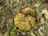 Polyporus umbellatus image
