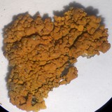 Xanthoria elegans image