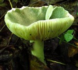 Russula parvovirescens image