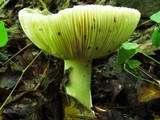 Russula parvovirescens image