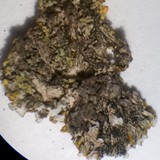 Xanthoria elegans image