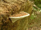 Ganoderma lobatum image