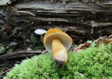 Gyroporus castaneus image