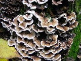 Chondrostereum purpureum image