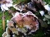 Chondrostereum purpureum image