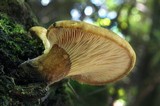 Tapinella atrotomentosa image