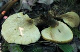 Tapinella atrotomentosa image