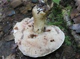 Tylopilus rubrobrunneus image