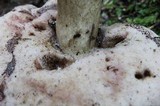 Tylopilus rubrobrunneus image
