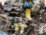 Leotia viscosa image