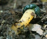 Leotia viscosa image