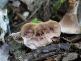 Hydnellum concrescens image