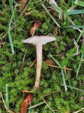 Rugosomyces carneus image