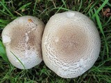 Agaricus moelleri image