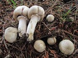 Agaricus moelleri image