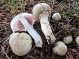 Agaricus moelleri image