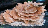Antrodiella zonata image