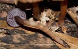 Hygrocybe lilaceolamellata image
