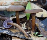 Hygrocybe lilaceolamellata image