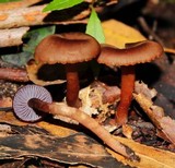 Hygrocybe lilaceolamellata image