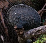 Plectania campylospora image