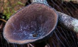 Plectania campylospora image