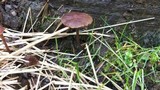 Panaeolus subbalteatus image