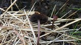 Panaeolus subbalteatus image