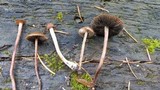 Panaeolus subbalteatus image