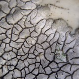 Dimelaena radiata image