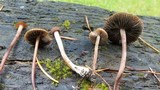 Panaeolus subbalteatus image