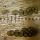 Dimelaena radiata image