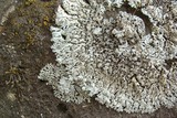 Physcia phaea image