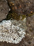 Physcia phaea image