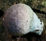 Lycoperdon purpurascens image