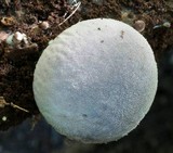 Lycoperdon purpurascens image